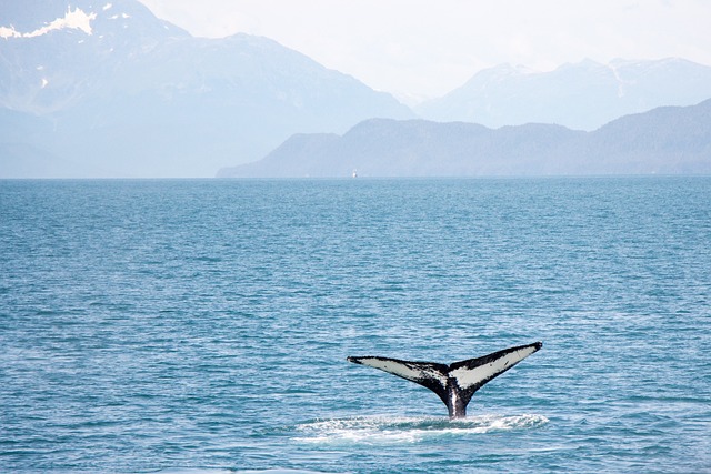 Tag med på hvalsafari i det nordlige Rusland